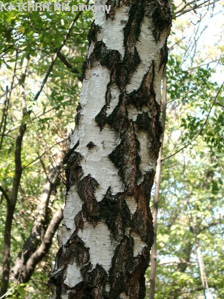 betula.pendula.1729.jpg